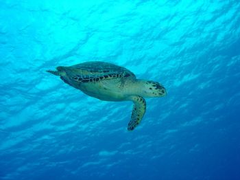 Turtle in Cozumel / Sony DSCP10 by Yannick Abel-Coindoz 